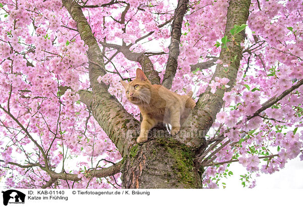 Katze im Frhling / cat in spring / KAB-01140