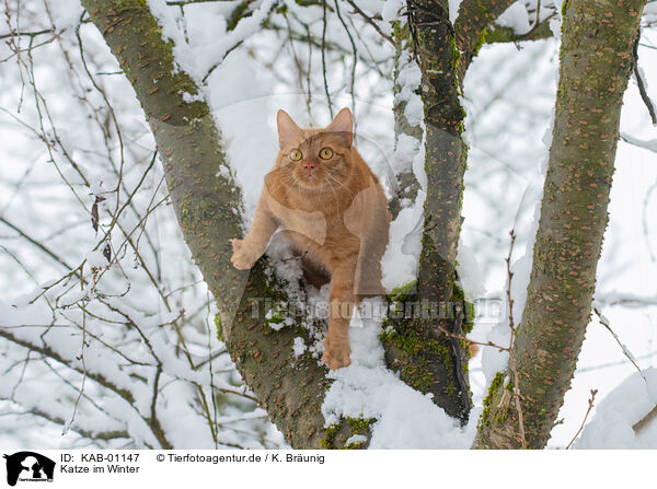 Katze im Winter / cat in winter / KAB-01147