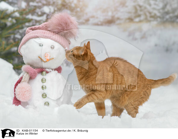 Katze im Winter / cat in winter / KAB-01154