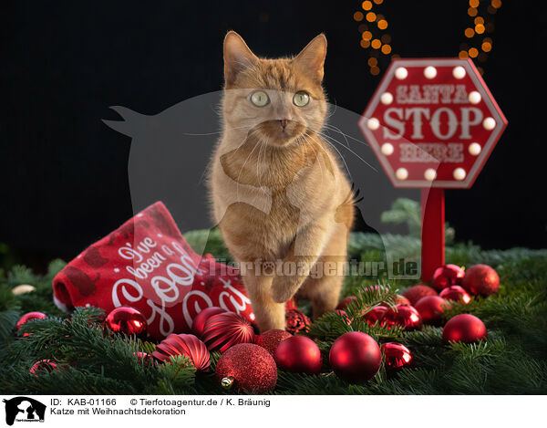 Katze mit Weihnachtsdekoration / KAB-01166