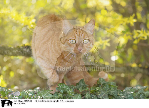 rote Katze / red cat / KAB-01288