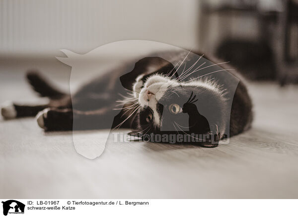 schwarz-weie Katze / black-white cat / LB-01967