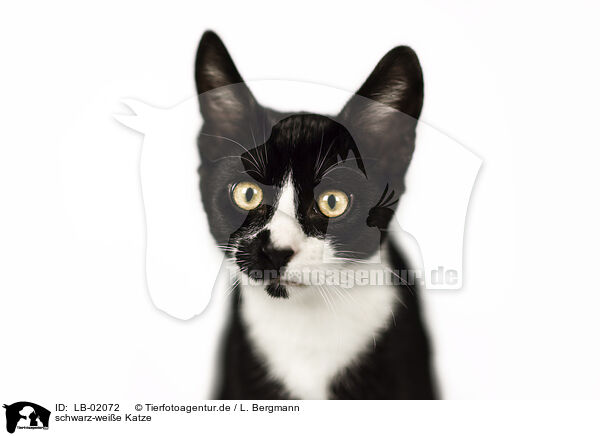 schwarz-weie Katze / black-white cat / LB-02072