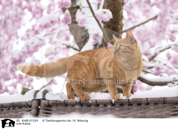 rote Katze / KAB-01324