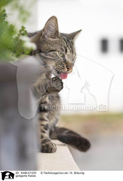 getigerte Katze / tabby cat / KAB-01330