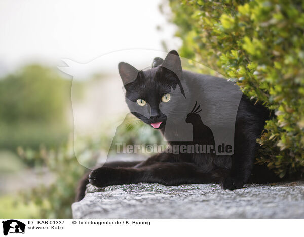 schwarze Katze / black cat / KAB-01337