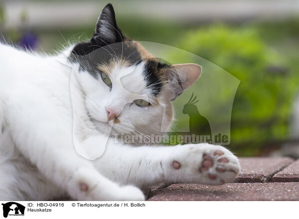 Hauskatze / domestic cat / HBO-04916