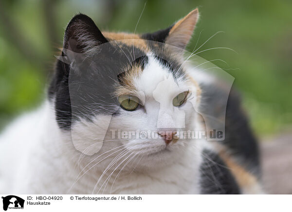 Hauskatze / domestic cat / HBO-04920