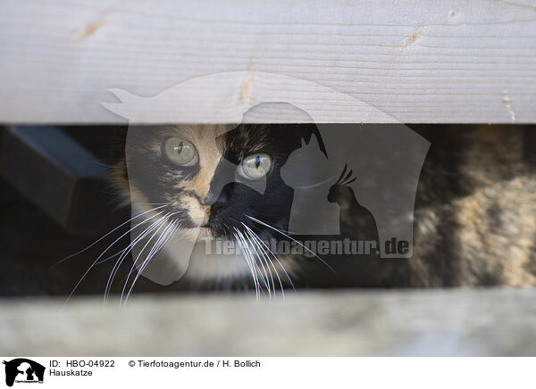 Hauskatze / domestic cat / HBO-04922