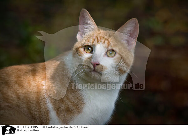 Katze drauen / cat outdoor / CB-01195