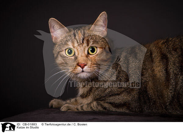 Katze im Studio / cat in studio / CB-01883