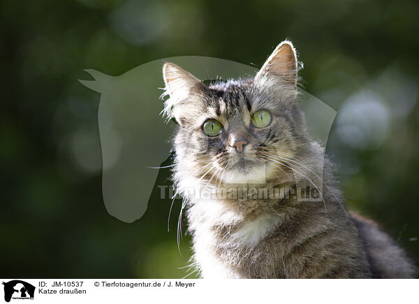 Katze drauen / cat outdoor / JM-10537
