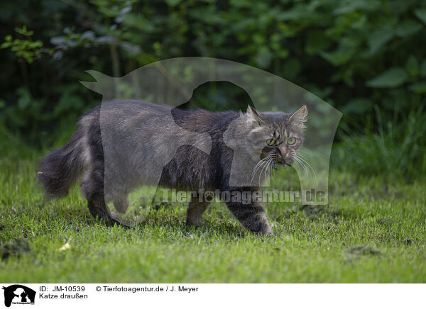 Katze drauen / cat outdoor / JM-10539