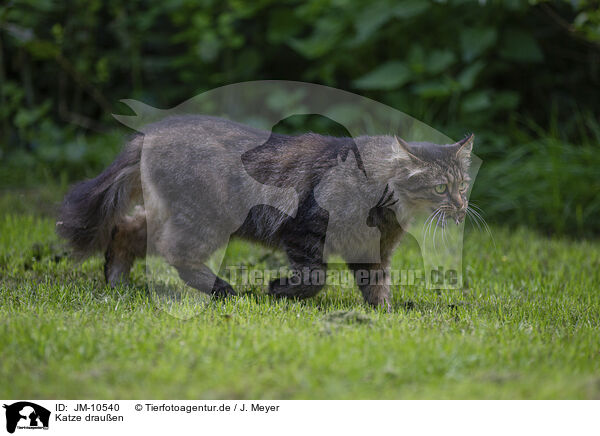 Katze drauen / cat outdoor / JM-10540