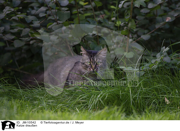 Katze drauen / cat outdoor / JM-10542