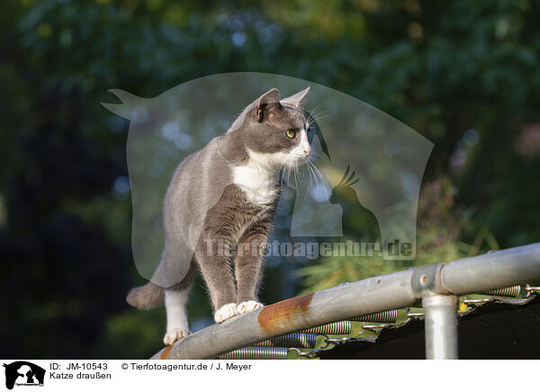 Katze drauen / cat outdoor / JM-10543