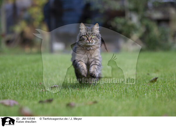 Katze drauen / cat outdoor / JM-10546