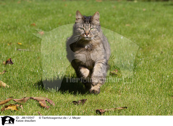 Katze drauen / cat outdoor / JM-10547