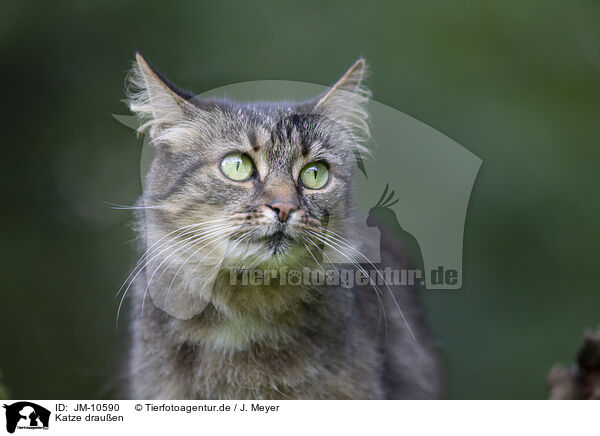 Katze drau�en / cat outdoor / JM-10590