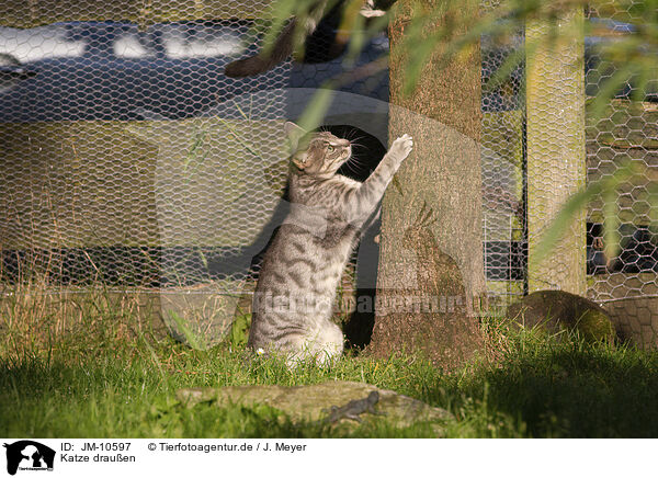 Katze drauen / cat outdoor / JM-10597