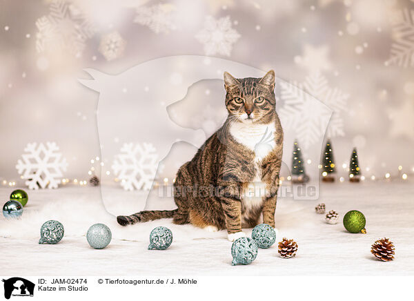 Katze im Studio / cat in the studio / JAM-02474