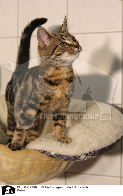 Katze / HL-02368