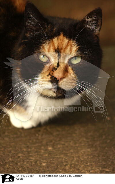 Katze / cat / HL-02464