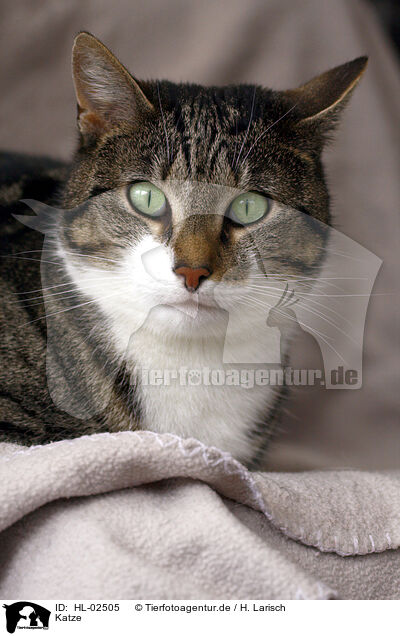 Katze / cat / HL-02505