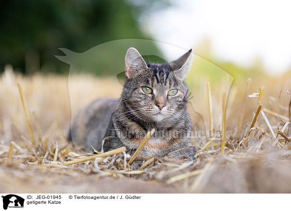 getigerte Katze / tabby cat / JEG-01945