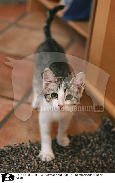 Katze / cat / CDE-03079