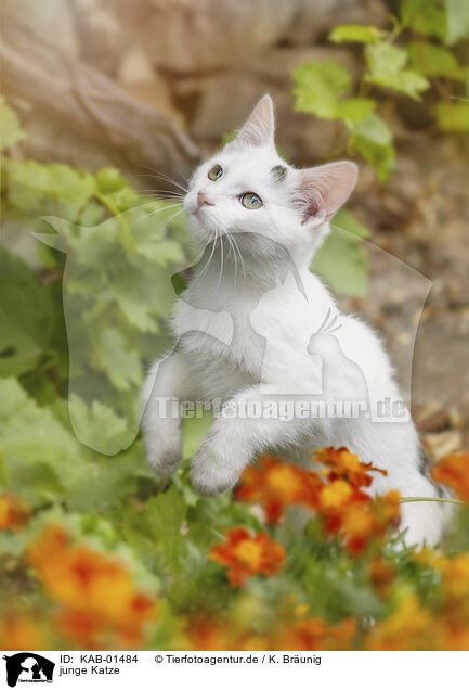 junge Katze / young cat / KAB-01484
