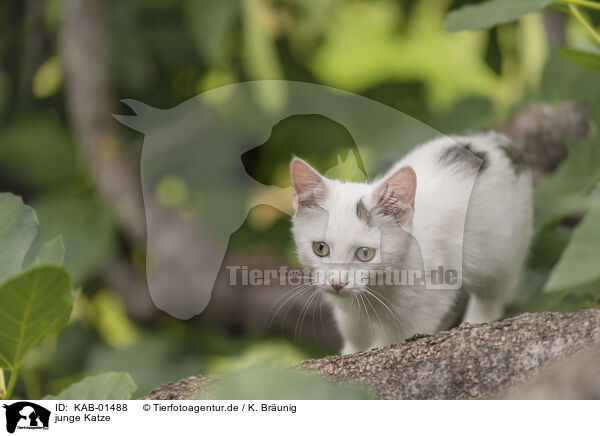 junge Katze / young cat / KAB-01488