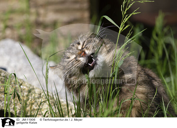 getigerte Katze / tabby cat / JM-11906