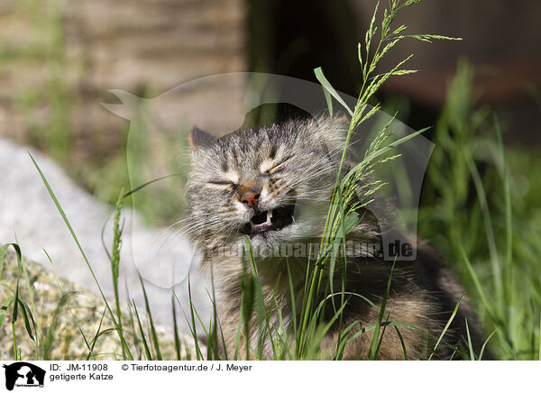 getigerte Katze / tabby cat / JM-11908