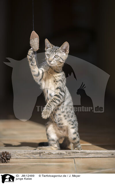junge Katze / JM-12489