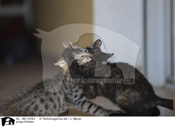 junge Katzen / young cats / JM-12493