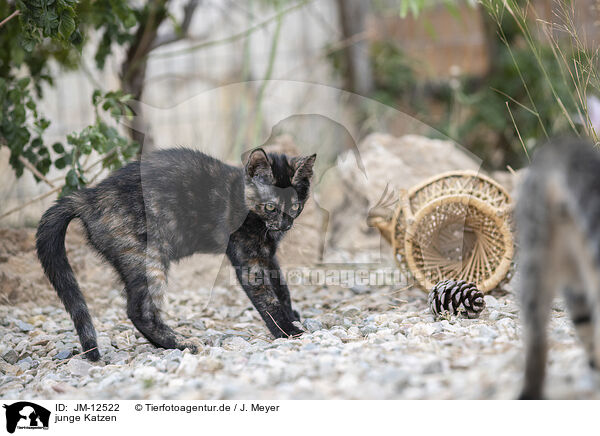 junge Katzen / young cats / JM-12522