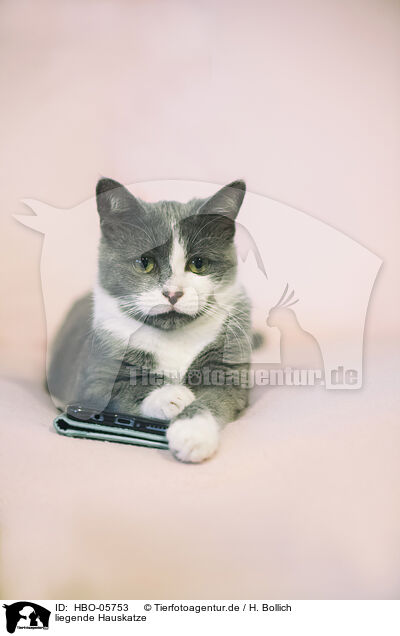 liegende Hauskatze / lying cat / HBO-05753
