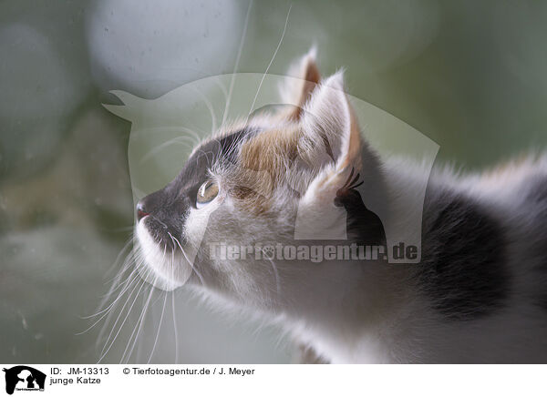 junge Katze / JM-13313