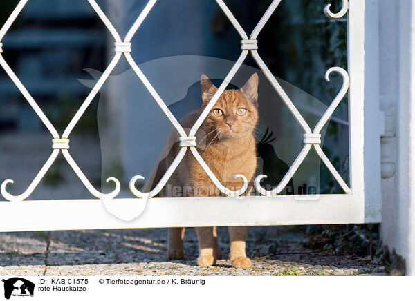 rote Hauskatze / red cat / KAB-01575