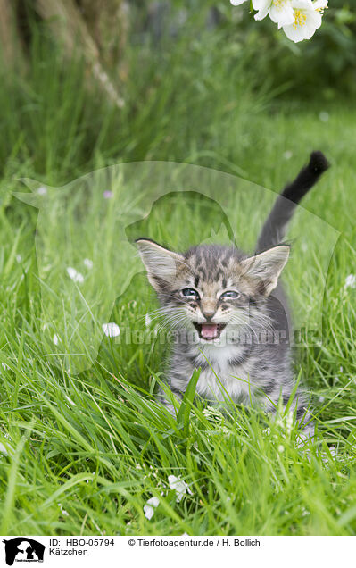 Ktzchen / Kitten / HBO-05794