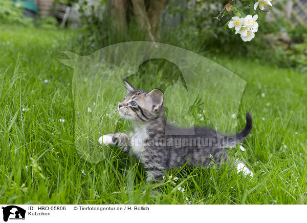 Ktzchen / Kitten / HBO-05806