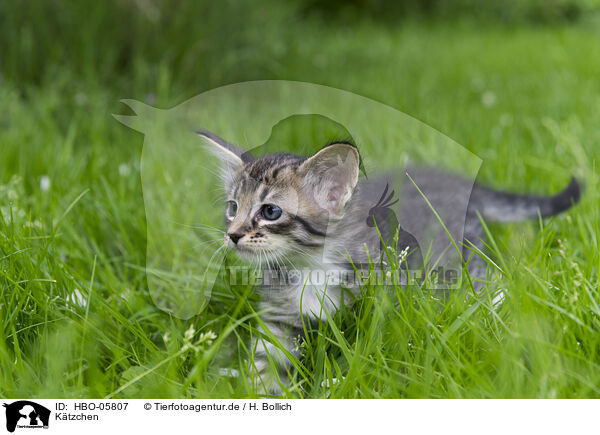 Ktzchen / Kitten / HBO-05807