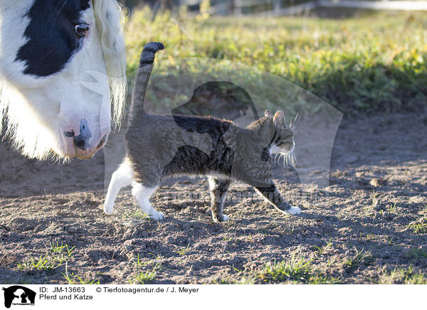 Pferd und Katze / JM-13663