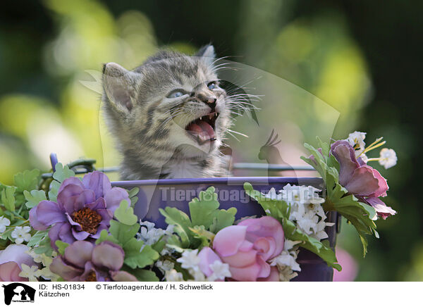 Ktzchen / kitten / HS-01834