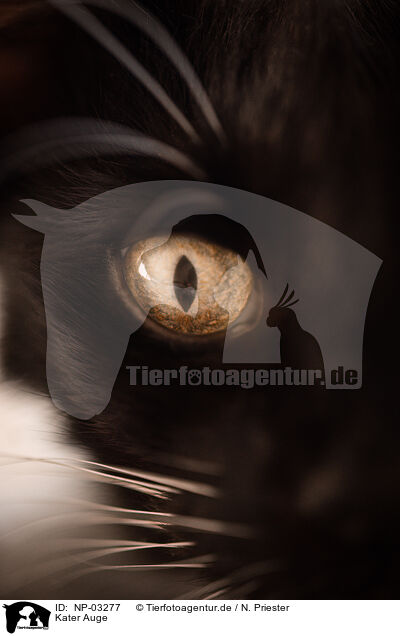 Kater Auge / tomcat eye / NP-03277