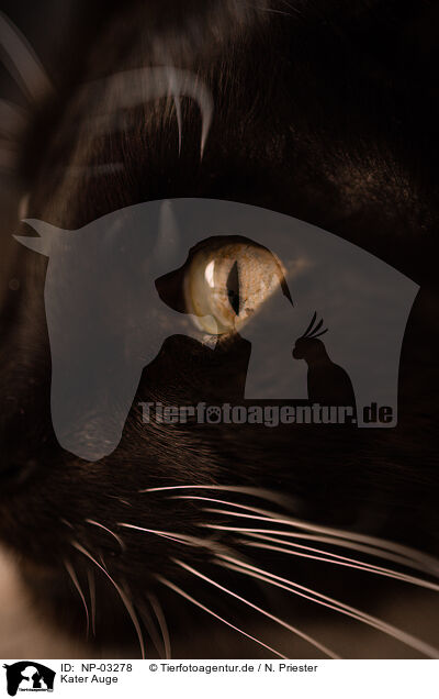 Kater Auge / tomcat eye / NP-03278