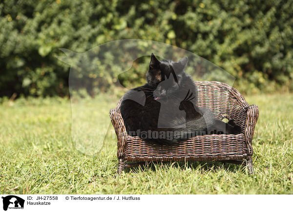 Hauskatze / JH-27558