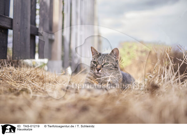 Hauskatze / cat / TAS-01219