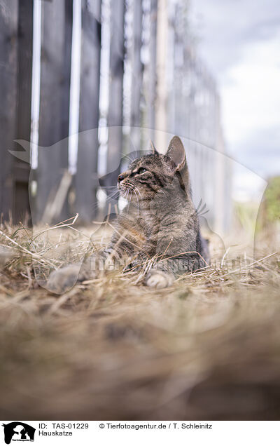 Hauskatze / cat / TAS-01229